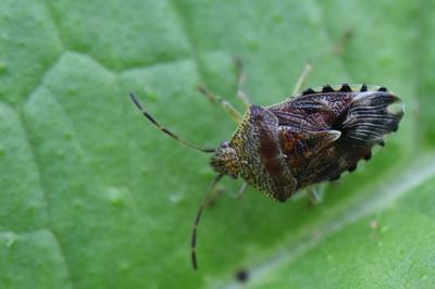 <i>Elasmucha grisea</i>