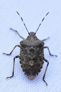 <i>Rhaphigaster nebulosa</i>