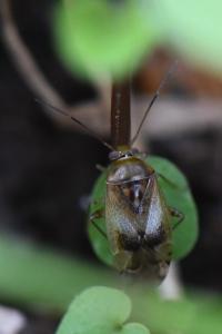 <i>Pinalitus cervinus</i>