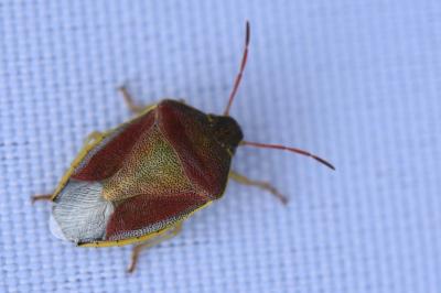 <i>Piezodorus lituratus</i>