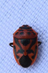 <i>Eurydema ornata</i>