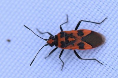<i>Corizus hyoscyami</i>