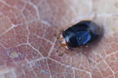 <i>Geocoris erythrocephalus</i>