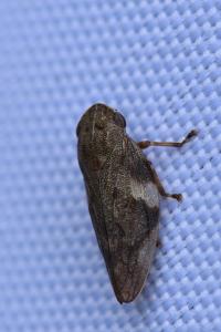 <i>Aphrophora alni</i>