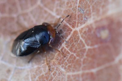 <i>Geocoris erythrocephalus</i>