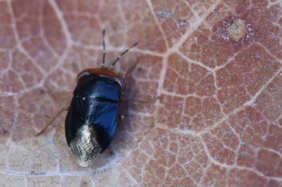 <i>Geocoris erythrocephalus</i>