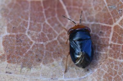<i>Geocoris erythrocephalus</i>