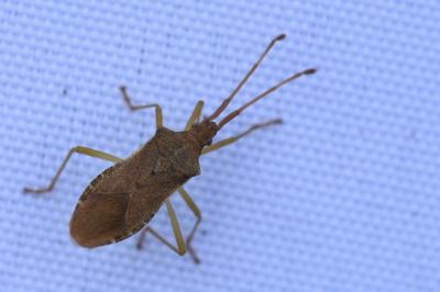 Gonocerus acuteangulatus