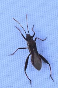 <i>Camptopus lateralis</i>