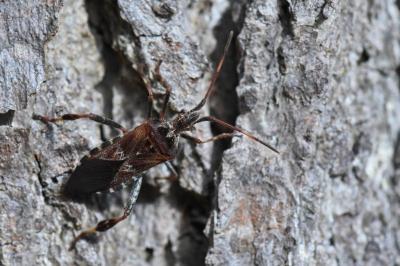 Leptoglossus occidentalis