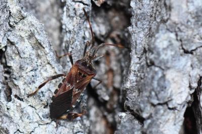 <i>Leptoglossus occidentalis</i>