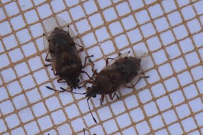<i>Kleidocerys resedae</i>