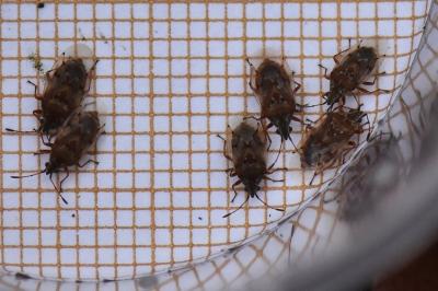 <i>Kleidocerys resedae</i>