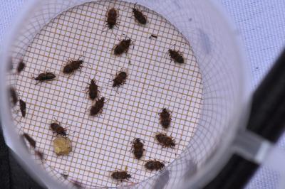 <i>Kleidocerys resedae</i>