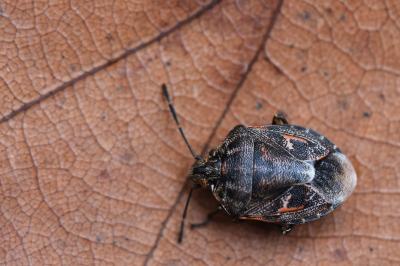 <i>Holcogaster fibulata</i>