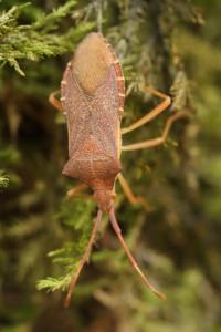 <i>Gonocerus acuteangulatus</i>