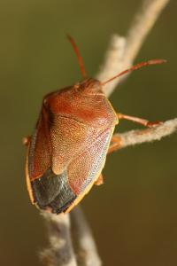 <i>Piezodorus lituratus</i>