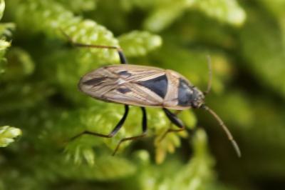 <i>Xanthochilus quadratus</i>