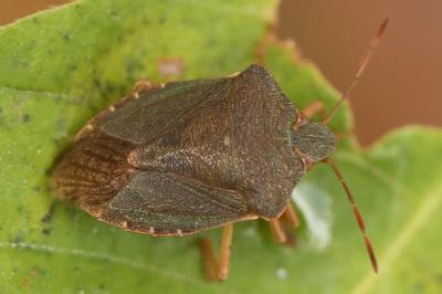 <i>Palomena prasina</i>