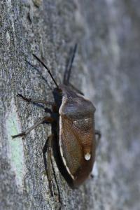 <i>Chlorochroa pinicola</i>