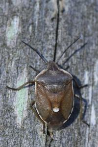 <i>Chlorochroa pinicola</i>