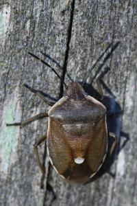 <i>Chlorochroa pinicola</i>