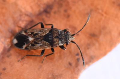 <i>Peritrechus</i>