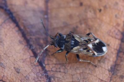 <i>Peritrechus</i>