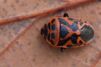 <i>Eurydema ornata</i>