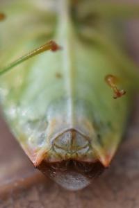 <i>Elasmostethus interstinctus</i>