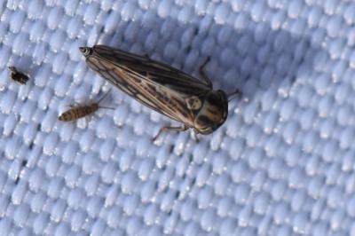 <i>Dryodurgades antoniae</i>