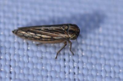 <i>Dryodurgades antoniae</i>