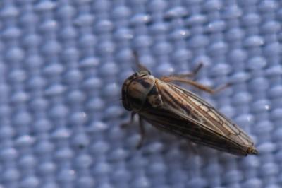 <i>Dryodurgades antoniae</i>