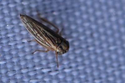 <i>Dryodurgades antoniae</i>