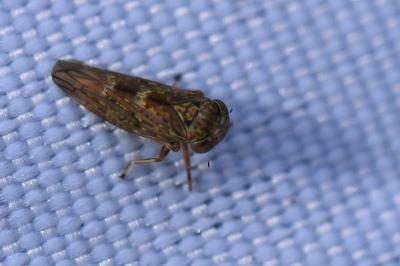 <i>Acericerus</i>