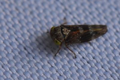 <i>Acericerus</i>