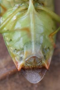 <i>Elasmostethus interstinctus</i>