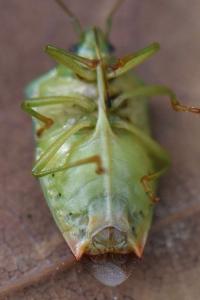 <i>Elasmostethus interstinctus</i>