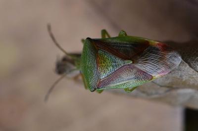 <i>Elasmostethus interstinctus</i>