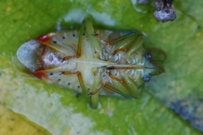<i>Elasmostethus interstinctus</i>