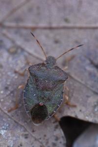<i>Palomena prasina</i>