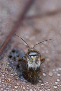 <i>Lygus pratensis</i>