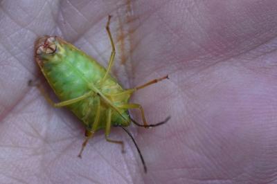 <i>Acanthosoma haemorrhoidale</i>