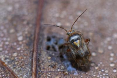 <i>Lygus pratensis</i>