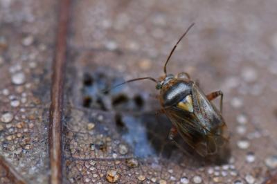 <i>Lygus pratensis</i>