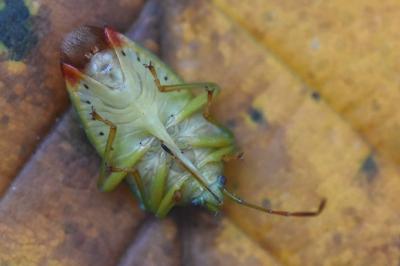 <i>Elasmostethus interstinctus</i>