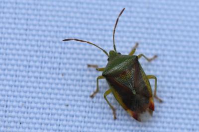 <i>Elasmostethus interstinctus</i>