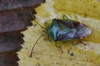 <i>Elasmostethus interstinctus</i>