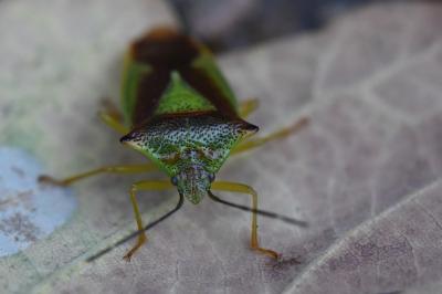 <i>Acanthosoma haemorrhoidale</i>
