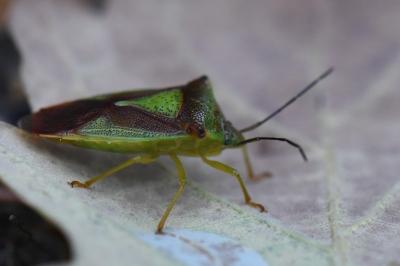 <i>Acanthosoma haemorrhoidale</i>